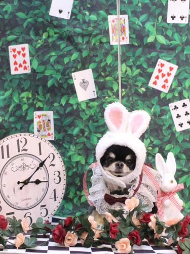 20250405プリンちゃん